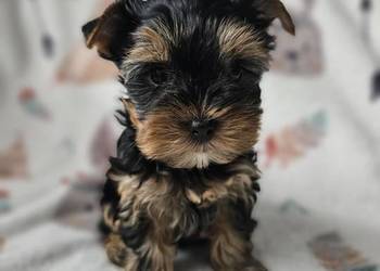Dziewczynka Yorkshire Terrier Wyprawka Chip