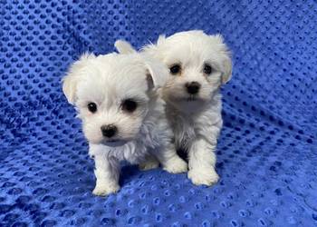 Maltańczyk gotowy do odbioru