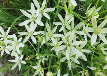 Śniadek baldaszkowaty zakwitnie na Dzień Matki sadzonka