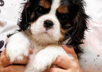 Cavalier King Charles Spaniel