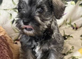 Sznaucer miniaturowy czarny - pieski