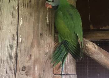 Aleksadretta Chińska