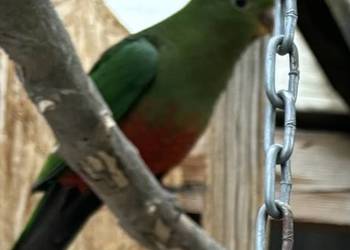 Szkarłatka, księżniczka walii