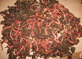 Dżdżownice kalifornijskie Oryginalne