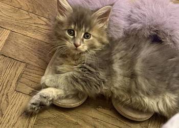 Kociczka szylkretką niebieska Maine coon FIFE warszawa