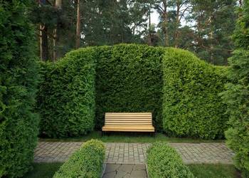 Thuja brabant 100cm świerk srebrny jodła kaukaska sadzonki