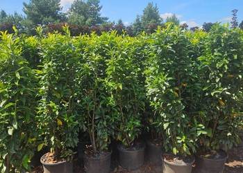 Laurowisnia Genolia 160++