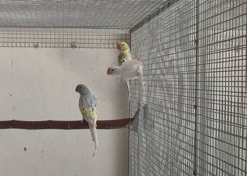 Papugi Aleksandretty obrożne para z młodymi