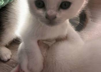 Sprzedam.kotki brytyjskie