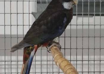 Rozella białolica 2025