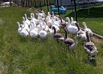 Gęsi ODCHOWANE Rasy Kołudzkiej i Landes ODCHOWANE* Duże" do Dalszego Chowu