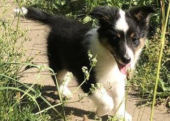 Ayla sheltie - suczka tricolor. Owczarek szetlandzki do sportów psich.