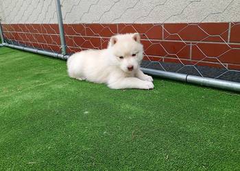 Siberian husky boy