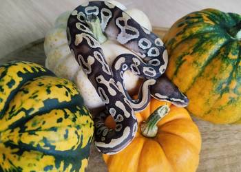 Pyton królewski , węże