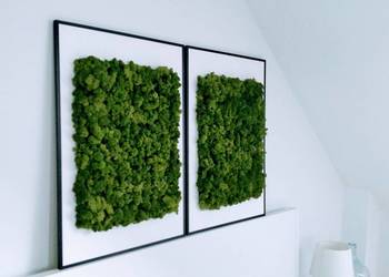 Obrazy z chrobotkiem reniferowym 50x70cm w czarnej ramie.