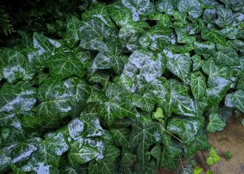 Bluszcz pospolity Hedera Helix zimozielony Duże Sadzonki