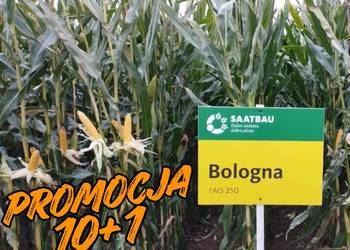 Kukurydza Saatbau Bologna na kiszonę/ziarno FAO 240 +Opti Plus Nowość