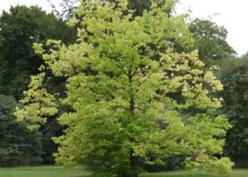 WIĄZOWIEC ZACHODNI Celtis occidentalis - NASIONA 100 sztuk - 10g.