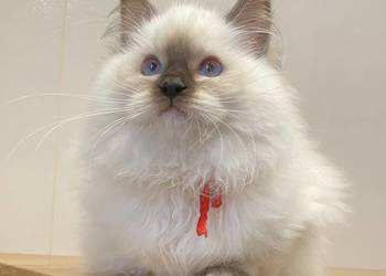 Małe kotki Ragdoll FPL kotka