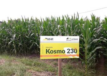 Nasiona kukurydzy KOSMO