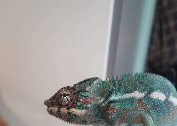 kameleon lamparci ambilobe samiec