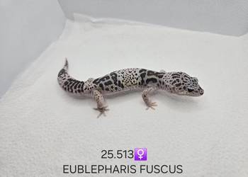 Eublepharis fuscus (gekon)