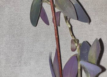 Trzykrotka, setkrezja purpurowa , wysokość 33cm