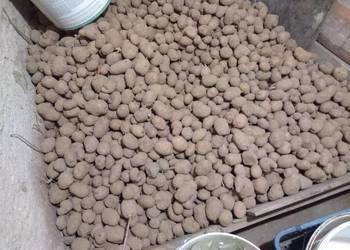 Ziemniaki Atol atole 100% sadzeniaki i jadalne mix