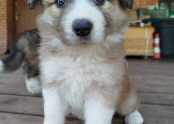 Border Collie ZKwP piesek