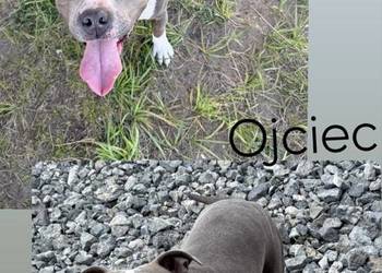 szczeniaki Amstaff Blue