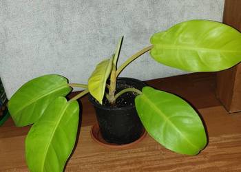 Filodendron, philodendron lemon lime, prawdopodobnie
