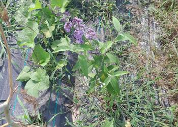 Buddleja davidii (Budleja Davida) 2 różne kolory