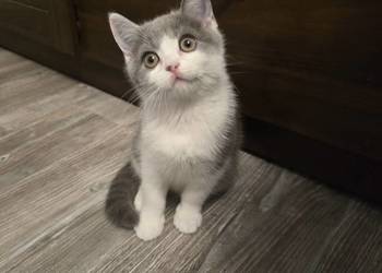 Kot brytyjski kotka bikolor