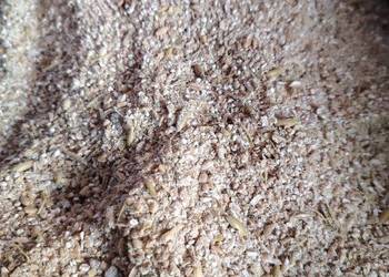 Owies pszenica śruta pasza