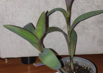 Trzykrotka, setkrezja purpurowa, szybko rośnie