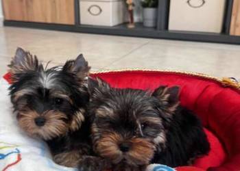 yorkshire terrier