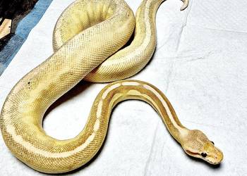 Pyton Królewski (Python Regius) Banana Pewter Samica