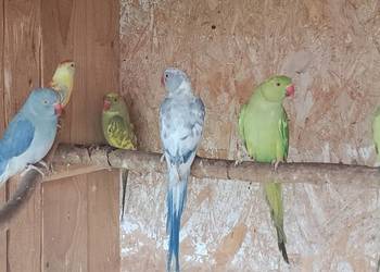 Aleksandretty obrożne