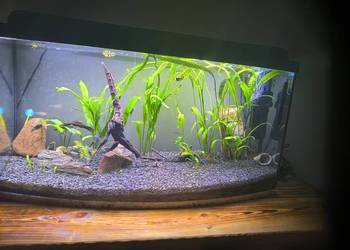 Akwarium 100 l