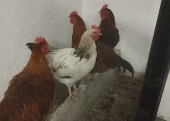 Sprzedam młode kogutki