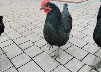Koguty rasy australorp.