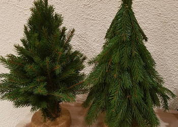 Choineczki ze świerku