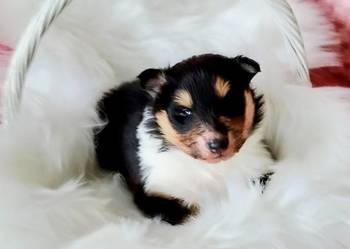 Owczarek szkocki collie długowłosy suczki tricolor