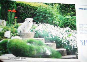 Goździk chiński,  biały, pachnący-bylina