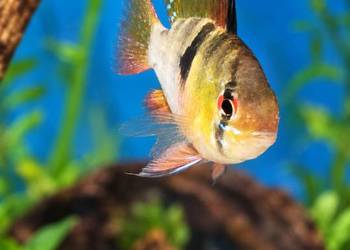 PIELĘGNICZKA RAMIREZA – Mikrogeophagus ramirezi
