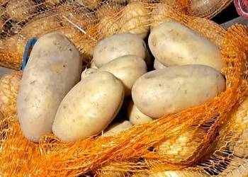 Ziemniaki drobnego kalibru