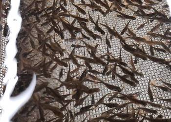 Wylęg pstrąga tęczowego