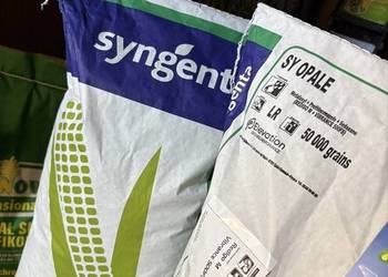 Kukurydza Syngenta SY Opale