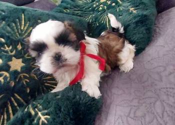 Cudna sunia Shih-Tzu