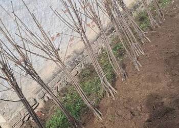 Drzewka Czereśni KORDIA na Ptasiej Drzewka owocowe